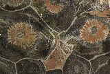 Polished Fossil Coral (Actinocyathus) - Morocco #85036-1